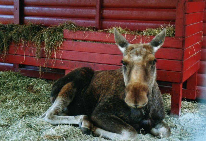 2002061021 namskogan eland